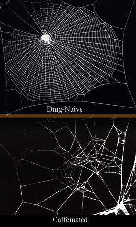 A spider's normal web (top, labeled Regular state) next to the chaotic broken web the same spider spins on caffeine (bottom, labeled Caffeinated). NASA, 1995.