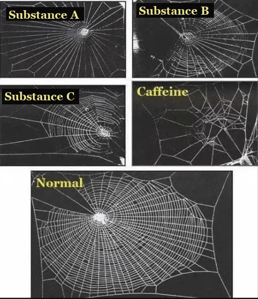 The same spider on different substances — Normal, Caffeine, and three unnamed substances — its web more broken each time; caffeine's is among the most tangled of all.